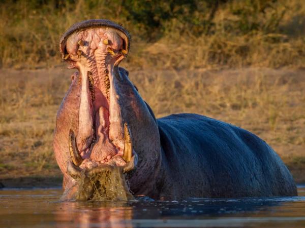 South Africa and Zimbabwe holiday, tailor made