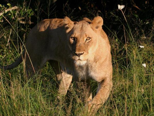 South Africa and Zimbabwe holiday, tailor made