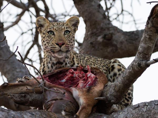 South Africa and Zimbabwe holiday, tailor made