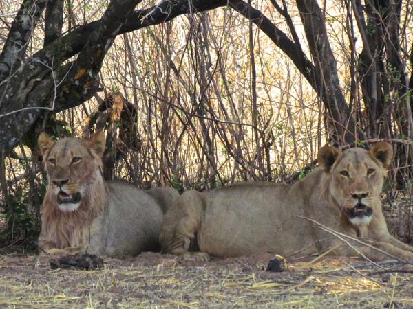 Zimbabwe tailor made holiday