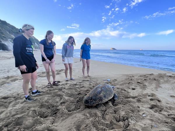 Turtle conservation in Greece