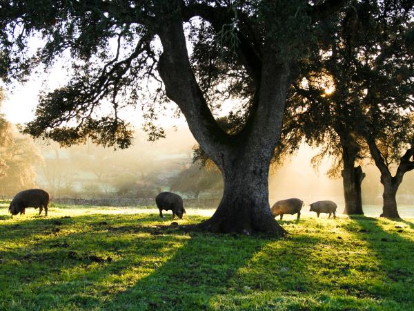 Extremadura cycling holiday, Spain