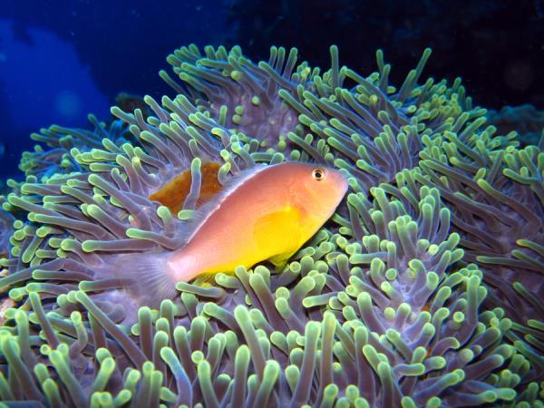 South Africa marine conservation diving holiday