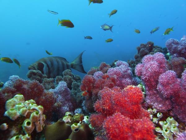 South Africa marine conservation diving holiday