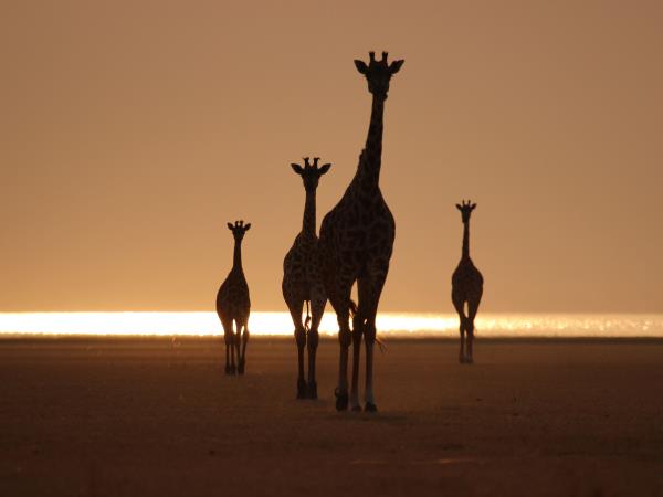 Women only safari in Tanzania