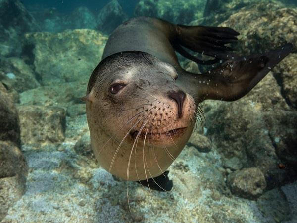 Baja wildlife holiday in Mexico