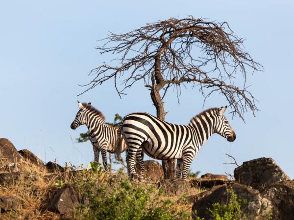 Kenya wildlife safari, tailor made