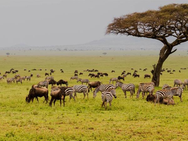 Kenya and Tanzania great migration safari