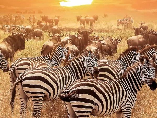 Best of Tanzania tailor made holiday