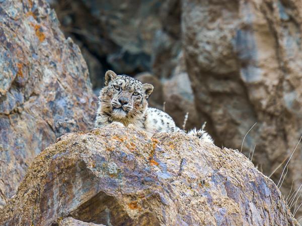 Ladakh snow leopards & festivals photography tour 