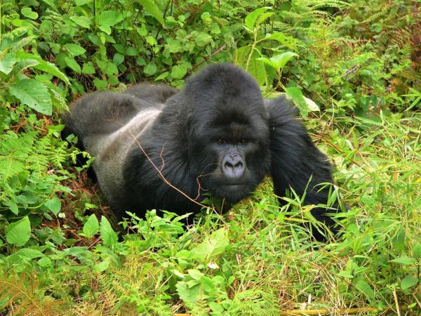 Rwanda and Tanzania tailor made holiday