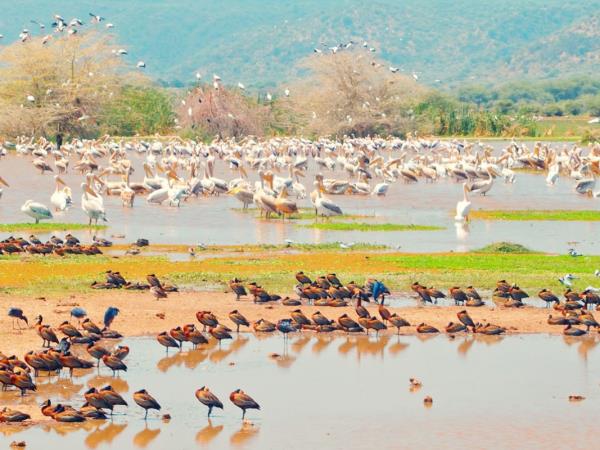 Rwanda and Tanzania tailor made holiday