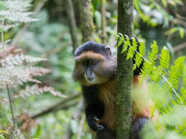 4 day gorilla safari in Rwanda