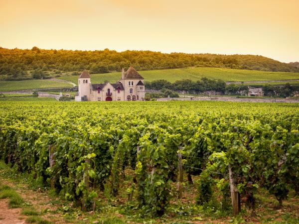 Cycle Burgundy's Route de Grand Crus