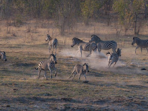 Hwange NP safari and rail holiday, Zimbabwe
