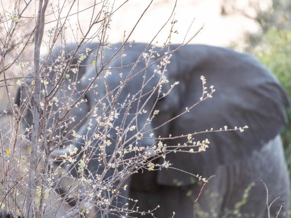 Hwange NP safari and rail holiday, Zimbabwe