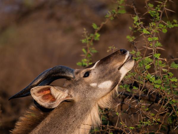 Hwange NP safari and rail holiday, Zimbabwe
