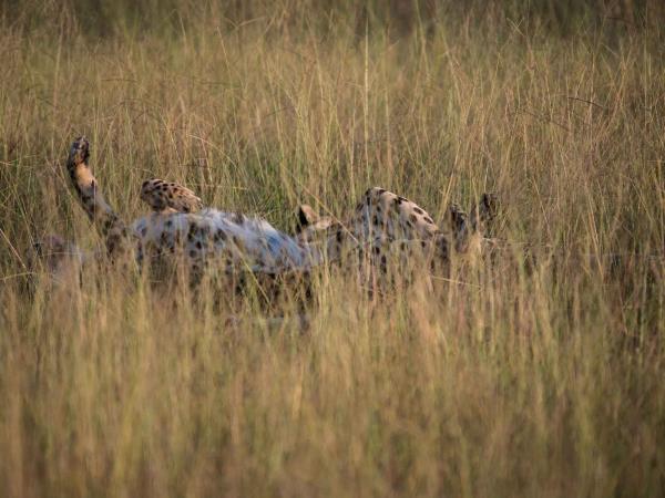 Hwange NP safari and rail holiday, Zimbabwe