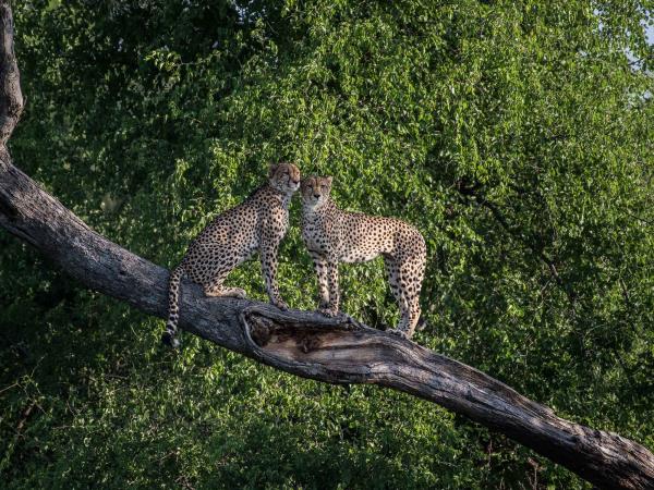 Hwange NP safari and rail holiday, Zimbabwe
