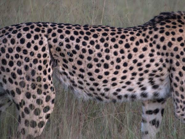 Hwange NP safari and rail holiday, Zimbabwe