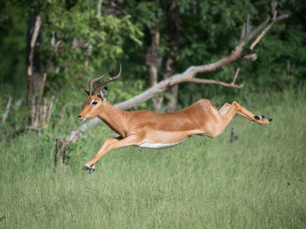 Hwange NP safari and rail holiday, Zimbabwe