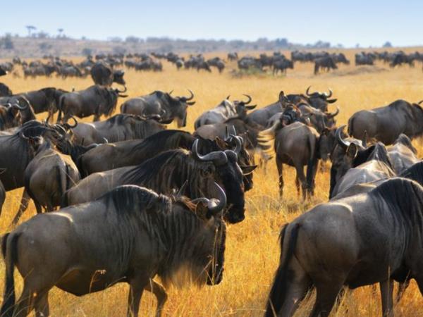Kenya, Uganda and Rwanda 2 week tour