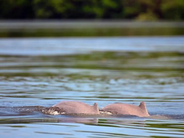 Borneo river and jungle wildlife adventure
