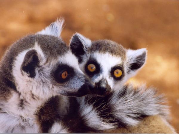 Eastern Madagascar small group tour