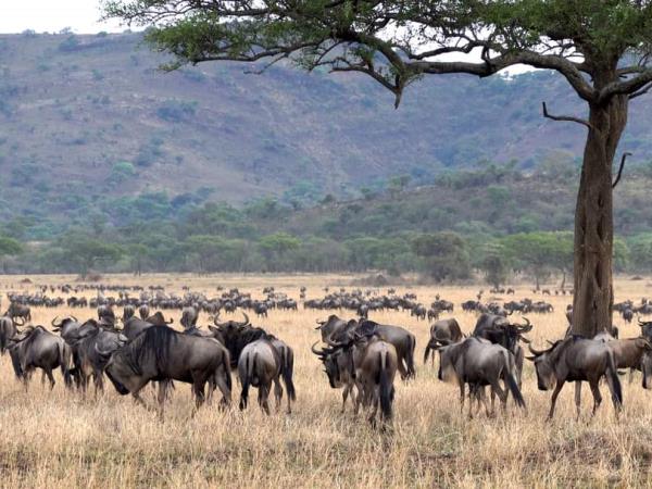 Tanzania national park holiday, off the beaten path