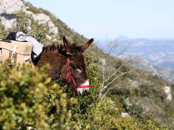Family walking holidays with a donkey, France 