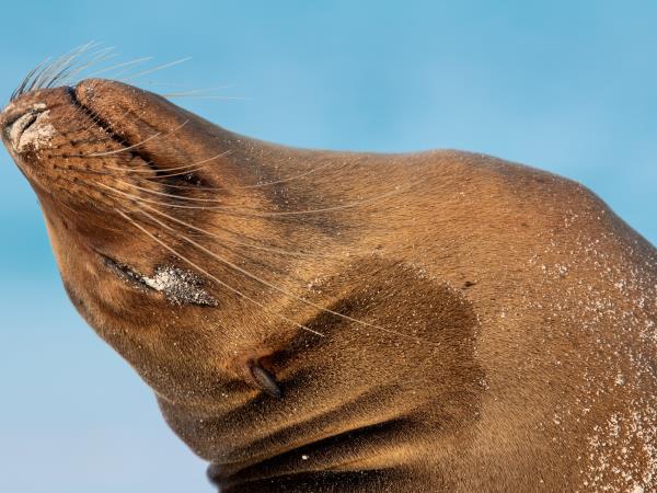 Galapagos and Peru holiday, tailor made