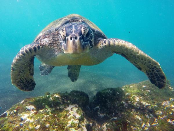 Galapagos and Peru holiday, tailor made