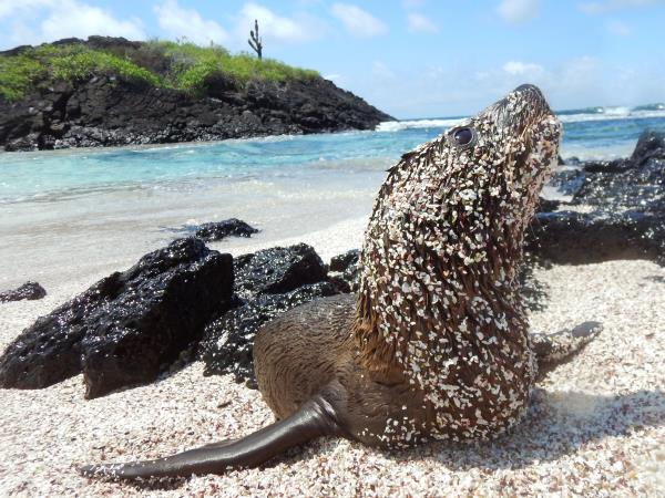 Galapagos and Peru holiday, tailor made