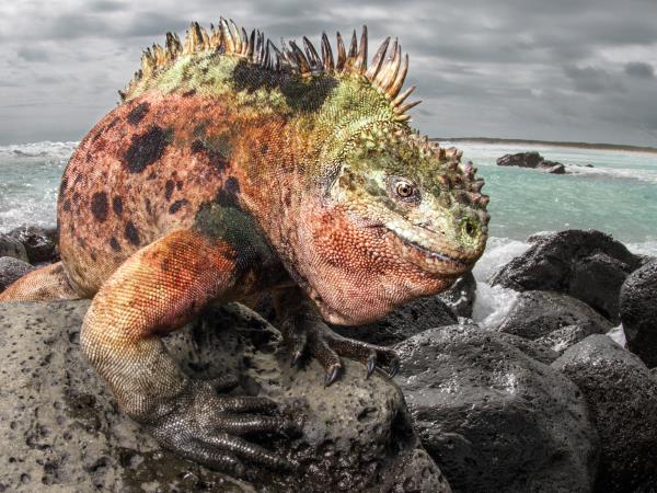 Galapagos and Peru holiday, tailor made
