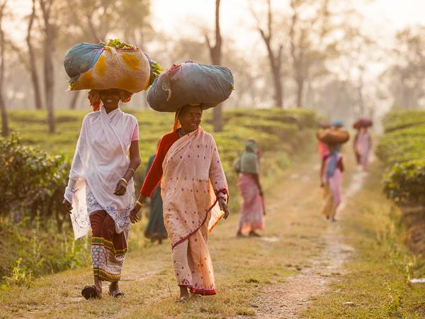 Assam and Nagaland photography tour, India