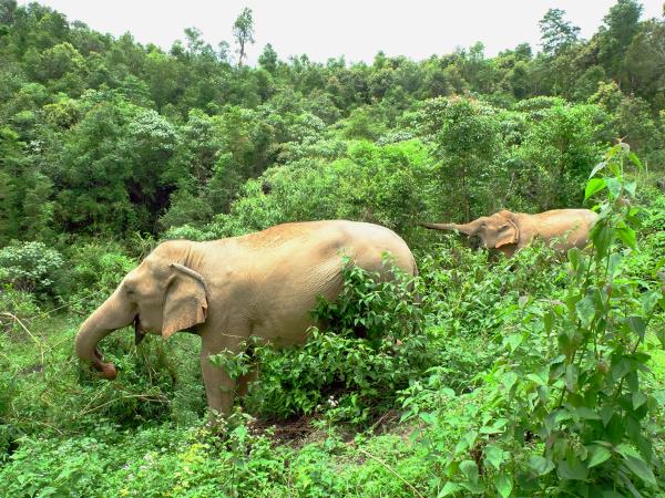 Thailand countryside tour, rivers & reef by train