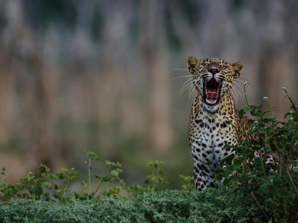 Family adventure holiday in Sri Lanka