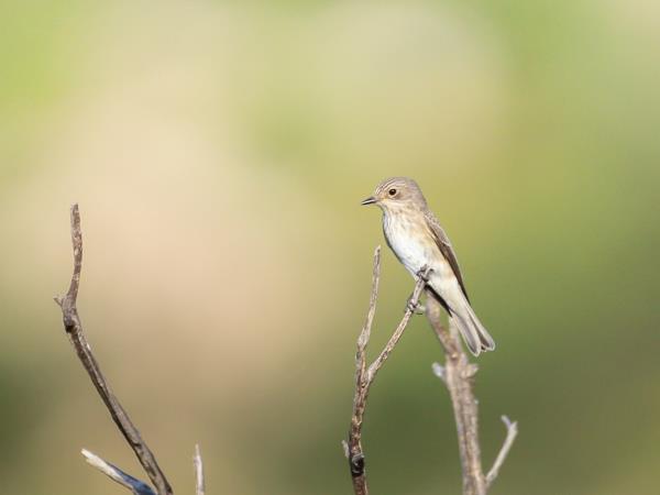 Bird watching in Greece