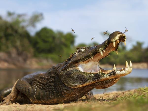 Jaguar photo tour in Brazil, Pantanal