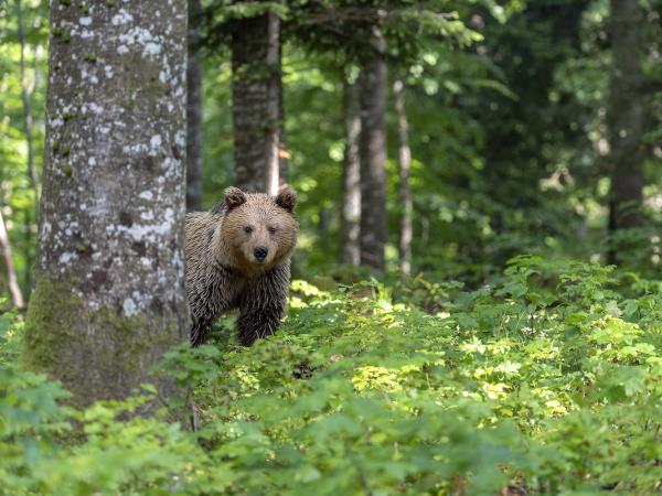 Bear Photo Tour in Slovenia