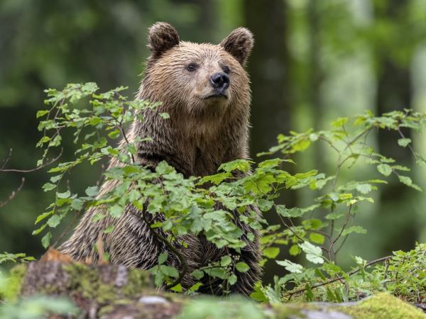Bear Photo Tour in Slovenia