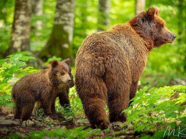 Bear Photo Tour in Slovenia