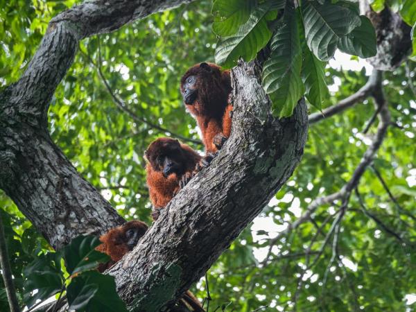 Bolivia highlights small group holiday