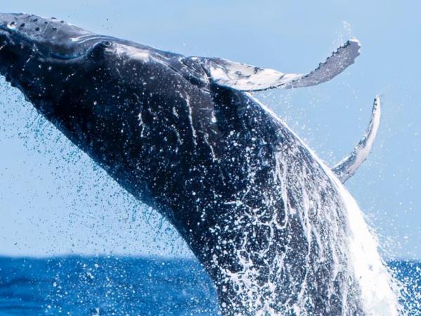 Budget Tonga holiday, swim with humpback whales