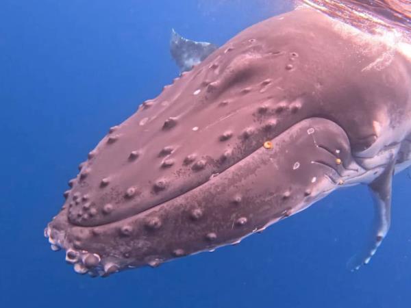 Budget Tonga holiday, swim with humpback whales