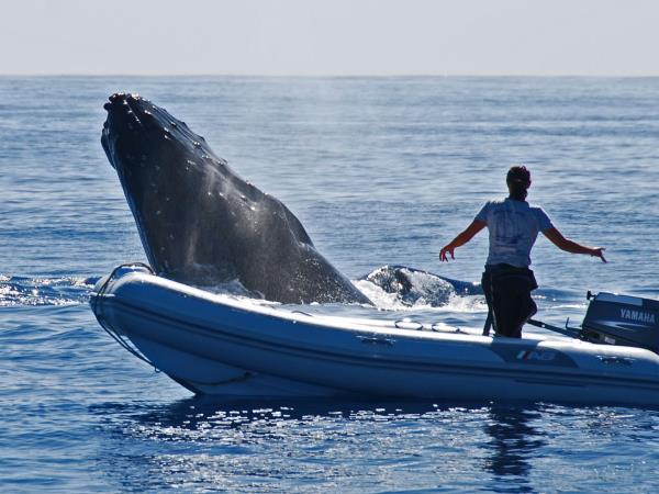 Budget Tonga holiday, swim with humpback whales