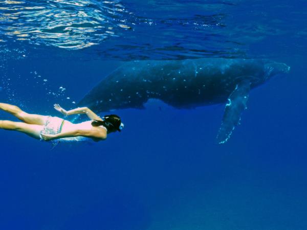 Budget Tonga holiday, swim with humpback whales