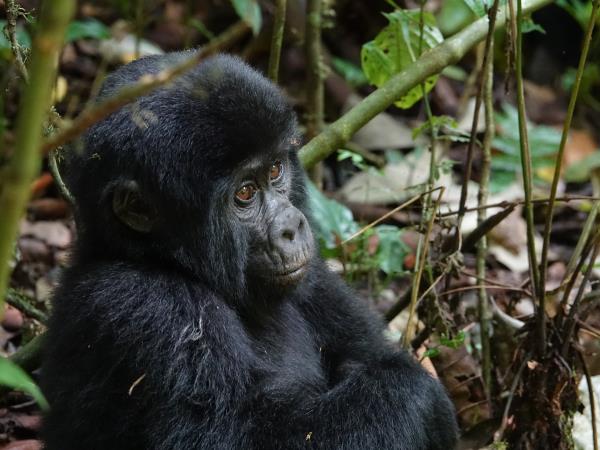 Western Uganda wildlife small group tour