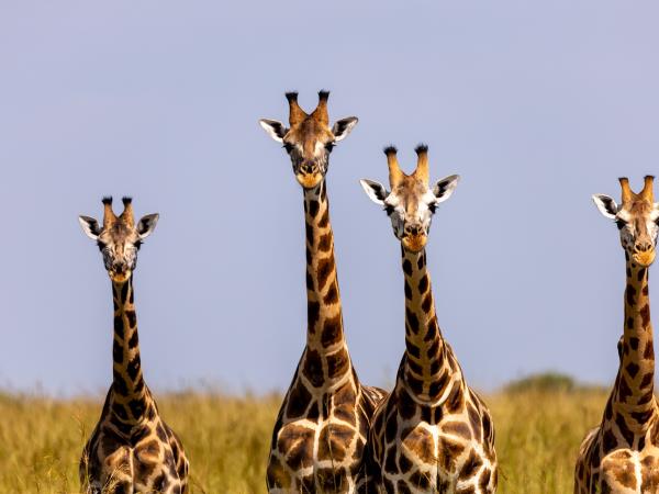 Best of Uganda tour, 14 days 