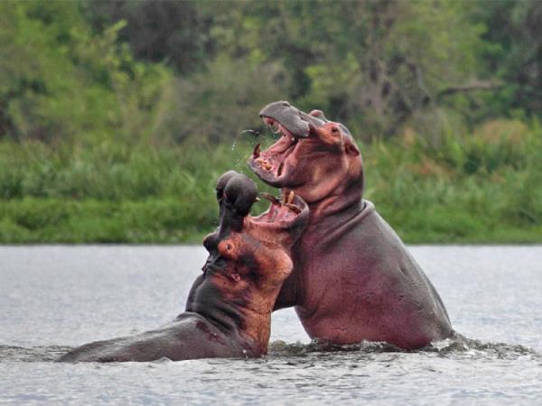 Best of Uganda tour, 14 days 